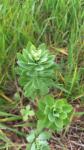 Hylotelephium telephium