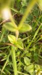Cerastium glomeratum