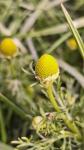Matricaria discoidea