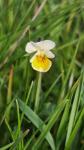 Viola arvensis