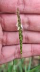 Alopecurus myosuroides