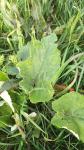 Arctium minus