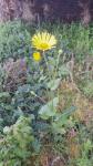 Doronicum plantagineum