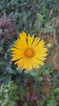 Doronicum plantagineum