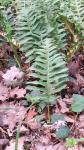 Polypodium vulgare