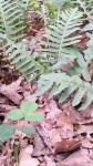 Polypodium vulgare