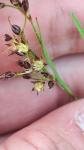 Luzula campestris