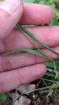 Luzula campestris