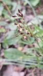 Luzula campestris