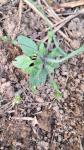 Arabidopsis thaliana