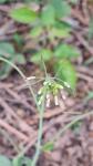 Arabidopsis thaliana