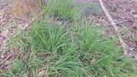 Melica uniflora