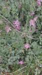 Fumaria muralis