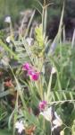 Vicia sativa