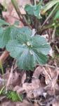 Ranunculus auricomus