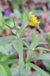 Ranunculus auricomus