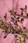 Luzula campestris