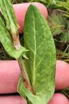 Rumex acetosa