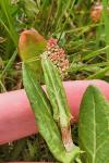 Rumex acetosa