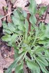 Cynoglossum officinale