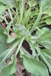 Cynoglossum officinale