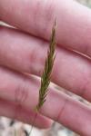 Anthoxanthum odoratum