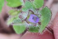 Veronica hederifolia
