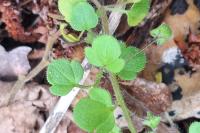 Veronica hederifolia