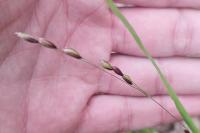 Melica uniflora