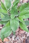 Hieracium