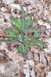 Hieracium maculatum