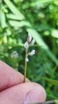 Ervilia hirsuta