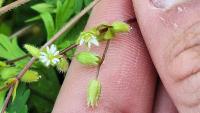 Stellaria media