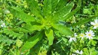 Reseda luteola