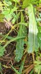 Reseda luteola