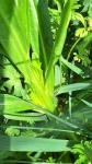 Reseda luteola