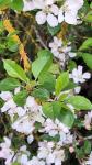 Malus sylvestris