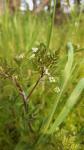 Anthriscus caucalis