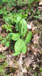 Platanthera chlorantha