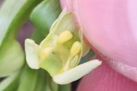Platanthera chlorantha
