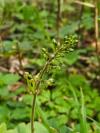 Neottia ovata