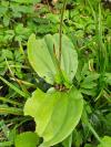Neottia ovata