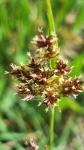 Luzula campestris