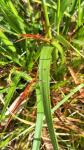 Luzula campestris