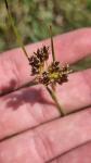 Luzula campestris