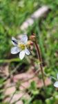 Saxifraga granulata