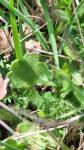 Saxifraga granulata