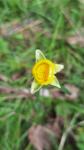 Ranunculus