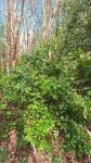 Berberis aquifolium