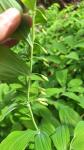 Polygonatum multiflorum